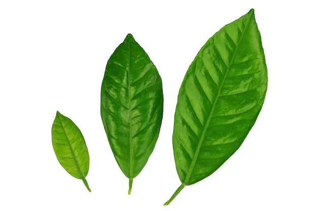 Lemon tree branch with green leaves isolated on a white background