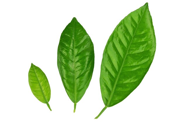 색 배경 에 분리 된 초록색 잎 을 가진 레몬 나무 가지