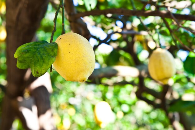 Lemon on the tree in Costiera Amalfitana, tipical Italian location for this fruit