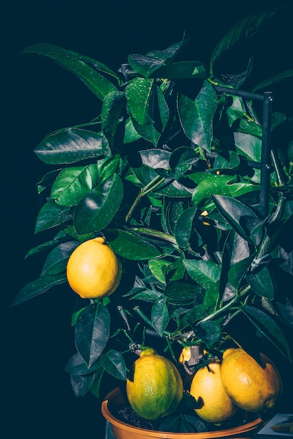 Lemon tree in a pot