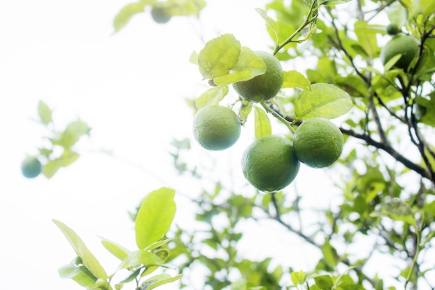 Photo lemon on tree at sky.