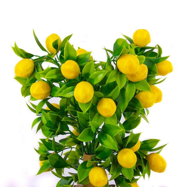 白い背景の上のレモンの木