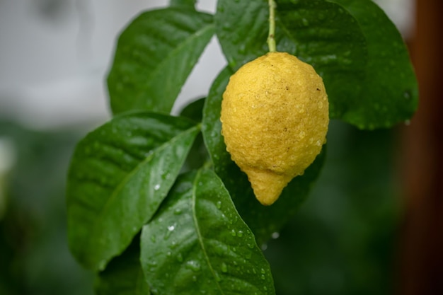 Lemon tree with dew drops