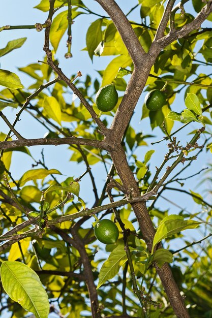 Lemon tree with ripe fruits Branch of fresh ripe lemons with leaves Mediterranean citrus grove