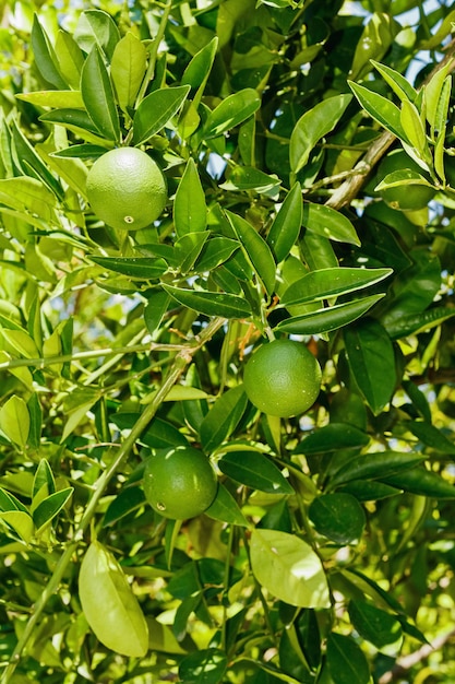 Lemon tree with ripe fruits Branch of fresh ripe lemons with leaves Mediterranean citrus grove