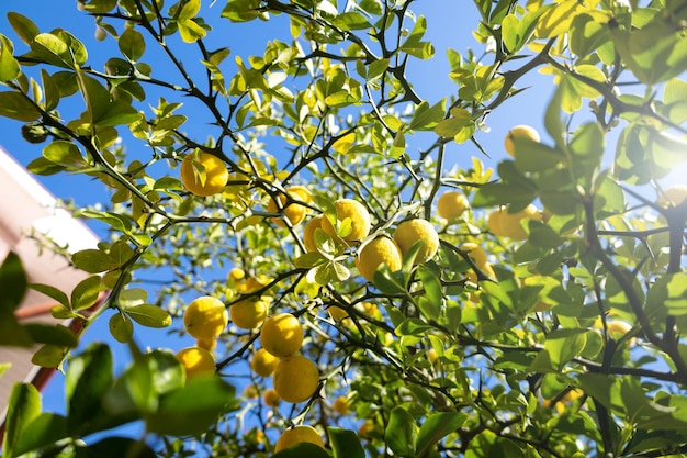 Lemon tree with round yellow lemons