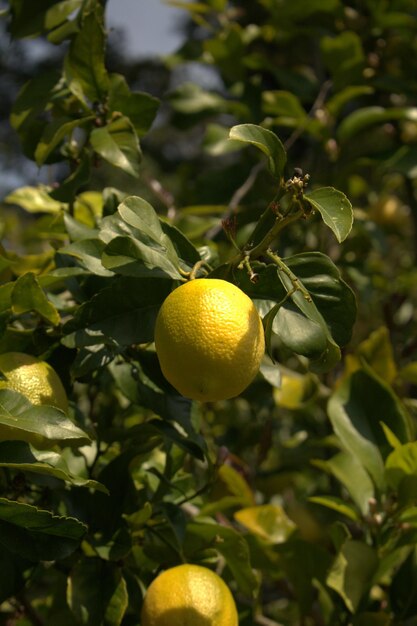 Lemon tree