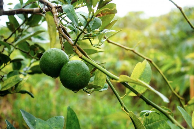 Lemon on tree.