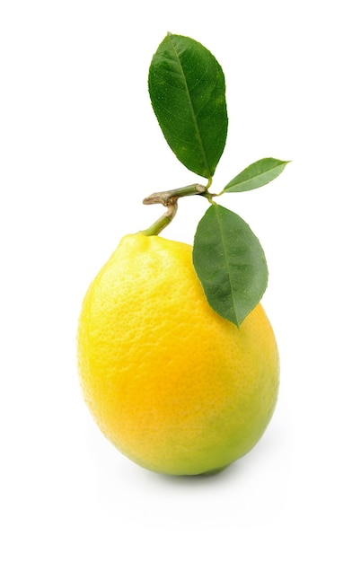 Lemon with leaves on white