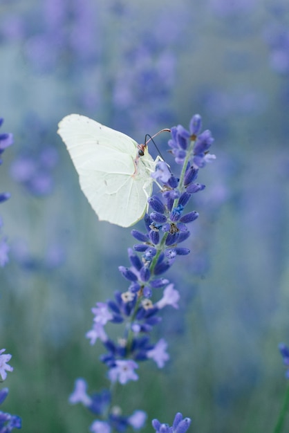 The lemongrass butterfly sits on a lavender flower and drinks nectar on a flower in a field