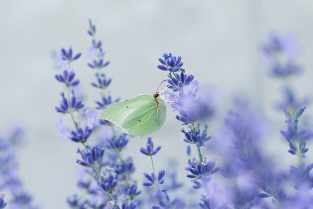 The lemongrass butterfly sits on a lavender flower and drinks nectar