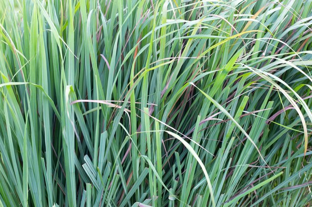 Lemongrass clump in the garden