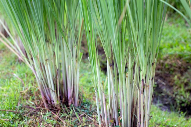 Photo lemongrass clump in the garden