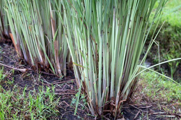 Photo lemongrass clump in the garden
