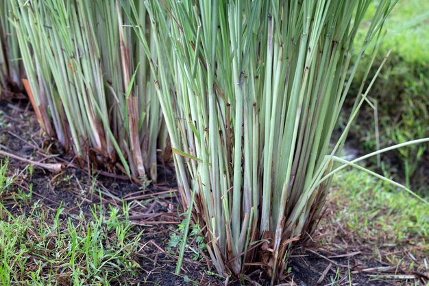 Lemongrass clump in the garden