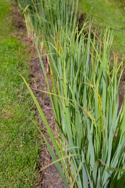 lemongrass in the gaeden