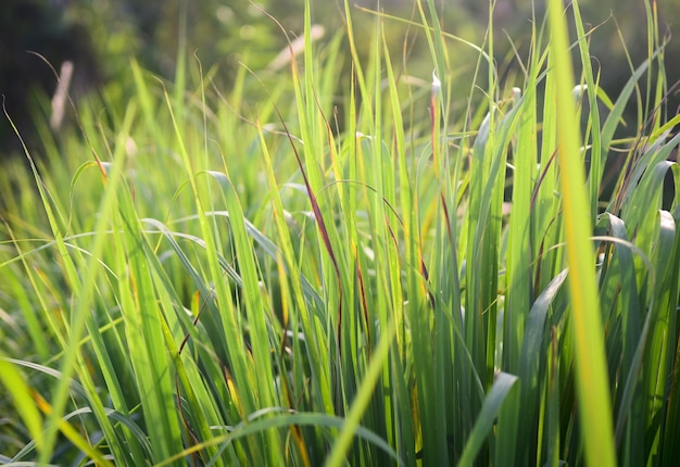 Lemongrass grown.