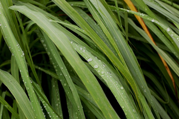 Lemongrass herb plant with dew in garden