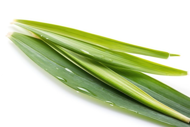 Lemongrass Leaf On White Background Generative AI