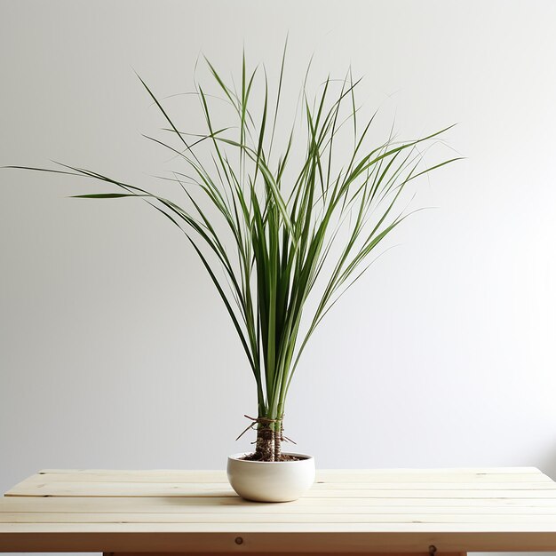 Photo lemongrass tree on a white table