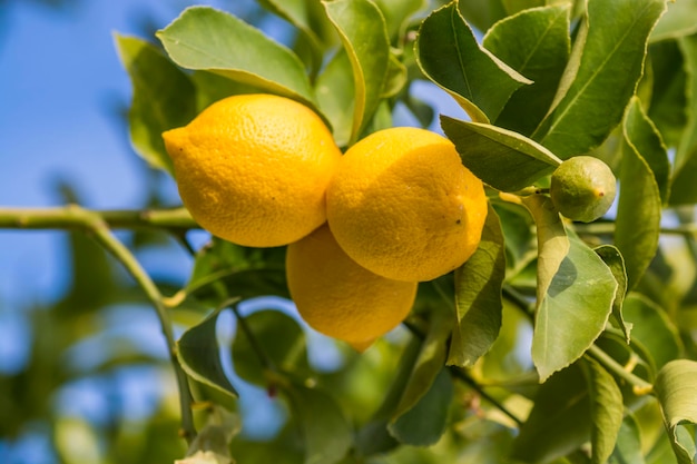 Lemons from orchard in the lemon treePatagonia