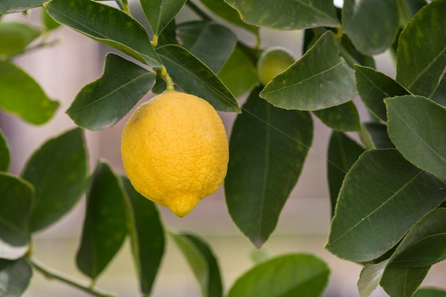 Lemons from orchard in the lemon treePatagonia