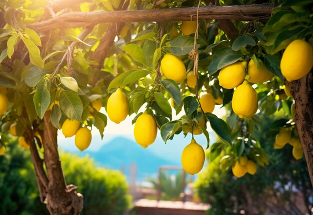 Lemons growing in a sunny garden on amalfi coast in italy