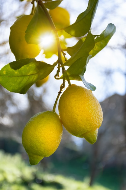 Photo lemons hanging on tree