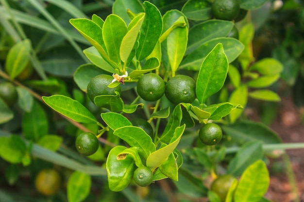 Lemons on tree in farm