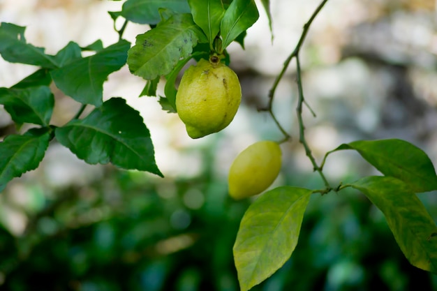 Lemons on a tree in the garden