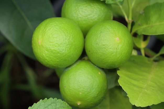 lemons tree in tropical