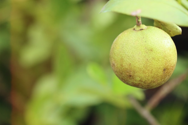 lemons tree in tropical