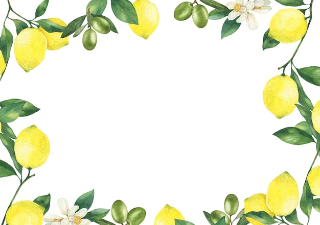 Lemons with leaves and olives hand drawn watercolor illustration Lemon frame isolated on white