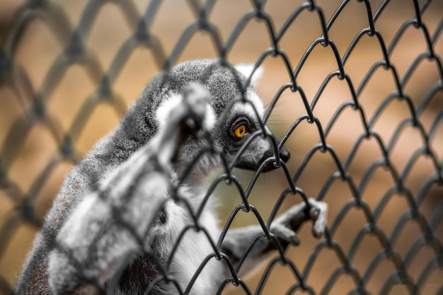 写真 フェンスの後ろのレムール