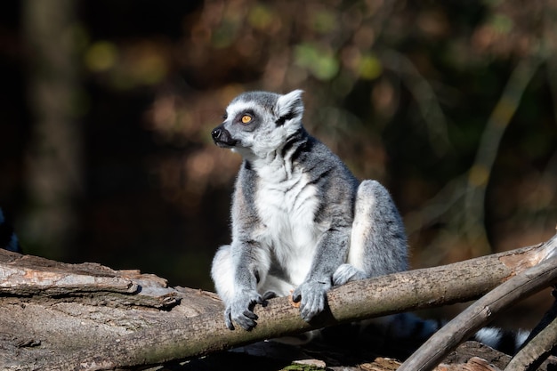 Lemur catta on the tree The ringtailed lemur Lemur catta is a large strepsirrhine primate