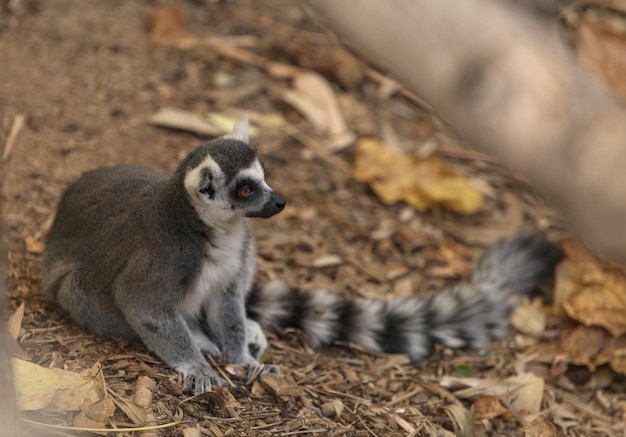 Lemur die wegkijkt.