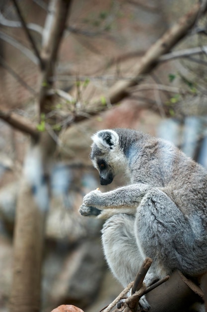 Lemur eating in the wild forest