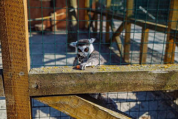 Lemur in de dierentuin leven in hechtenis