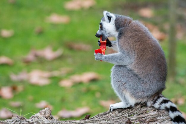 Lemur monkey while looking at you