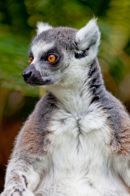 Photo lemur of ring-shaped tail , lemur catta