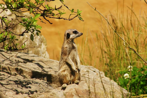 Lemuri su formazioni rocciose