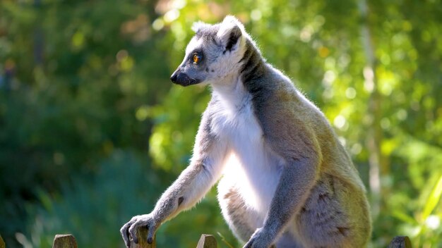 Photo a lemur sits on a fence in the sunshine