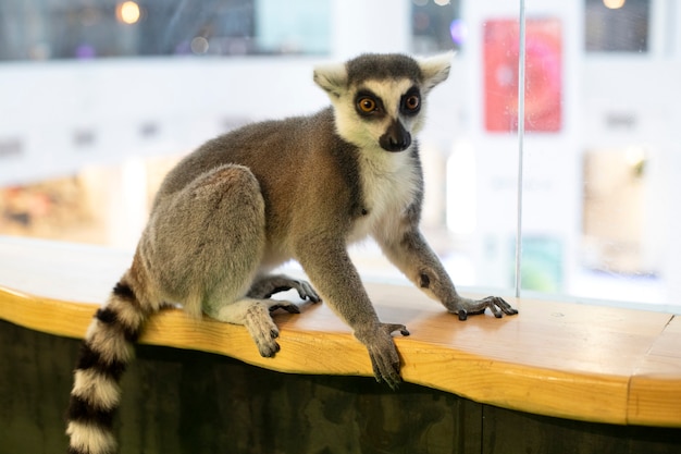 Lemur sits on a wooden surface. Ring-tailed lemur, ring-tailed lemur, catta mammals.