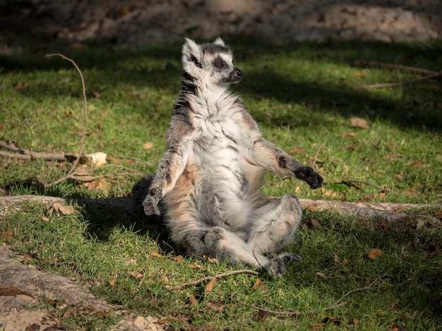 Photo lemur sitting on grass