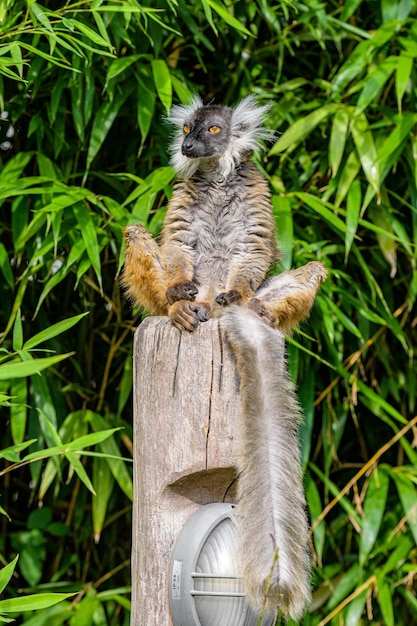 Lemur on a tree branch lemur sitting and resting on a tree\
branch