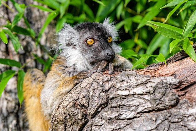 Foto lemur su un ramo di un albero lemur seduto e appoggiato su un ramo di un albero