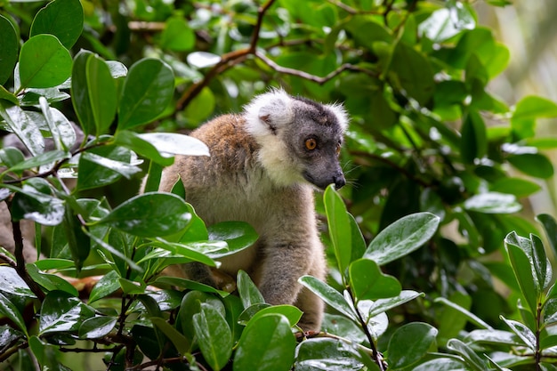 A lemur on a tree between the foliage in a rainforest in Madagascar