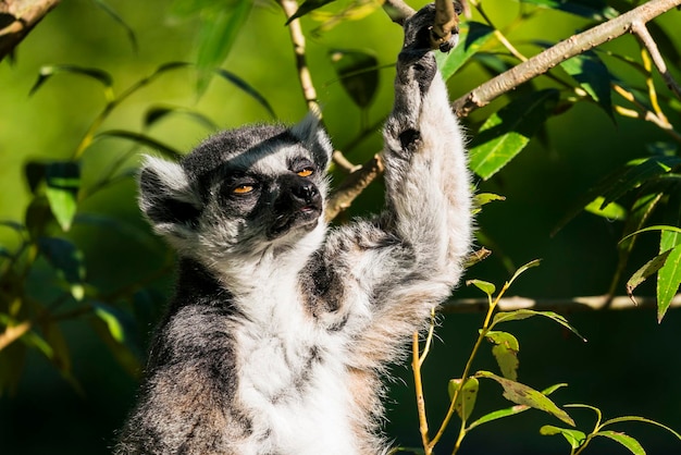 Foto lemur zit op een boom in de dierentuin.