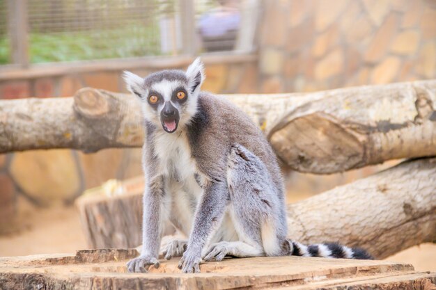 Lemure nello zoo. un animale in cattività. coda a strisce.