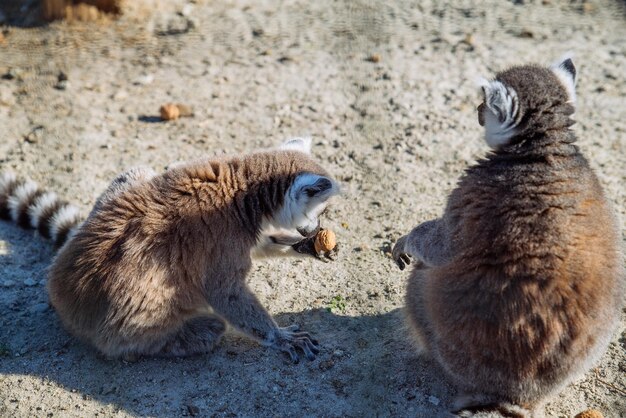 Photo lemur at zoo life in custody